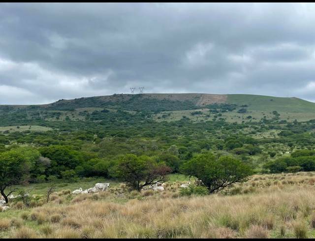 FARM FOR SALE IN GREYTOWN